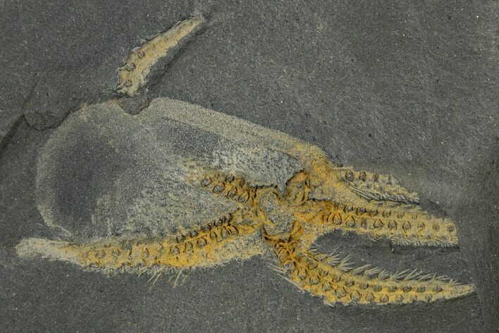 Two Ordovician Brittle Stars (Ophiura) - Morocco #329150